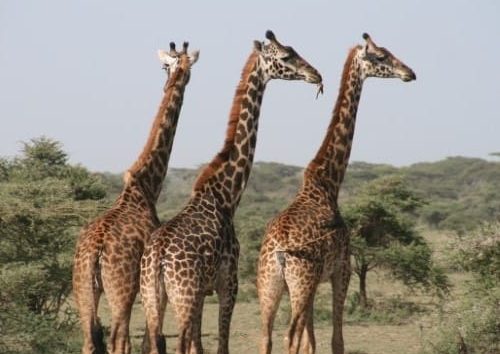 Tarangire, Arusha Safari and Zanzibar Go Luxury product