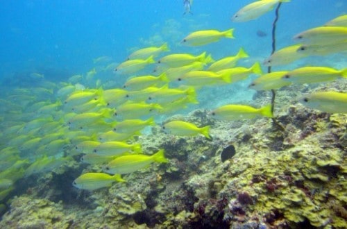 Coral reef Zanzibar. Travel with World Lifetime Journeys