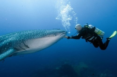 Scuba diving at Swahili House, Zanzibar. Travel with World Lifetime Journeys