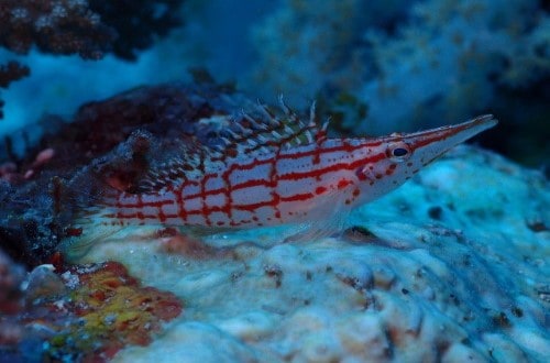 Zanzibar coral reef Longnose Hawkfish. Travel with World Lifetime Journeys