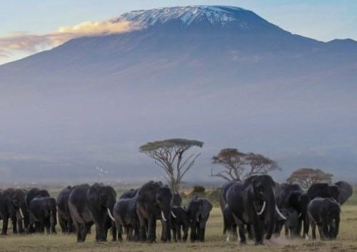 Marangu Route Kilimanjaro lifetime adventure product 500px. Travel with World Lifetime Journeys