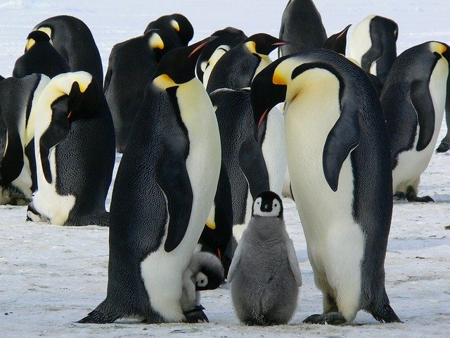 Luxury Amazon Panama Antarctica Cruises Chile Fjords and Antarctica Luxury Cruise SCL. Travel with World Lifetime Journeys